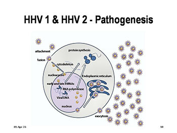 Human Herpes Viruses