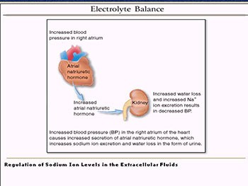 FLUID Therapy