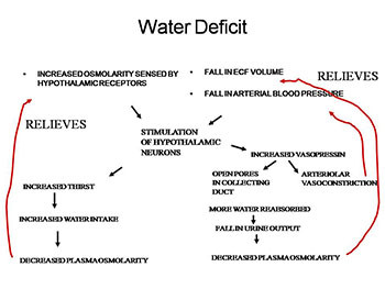 Disturbances of Fluid and Electrolyte Balance