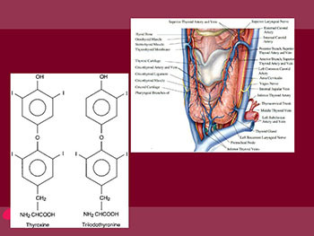 Hyperthyroid in Pregnancy