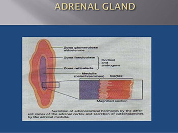 Adrenal Gland Disorder