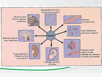 Common Adrenal Disorders In Children