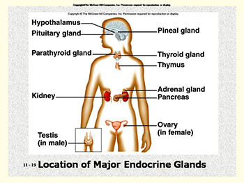 Endocrine System