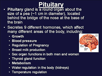 Endocrine System