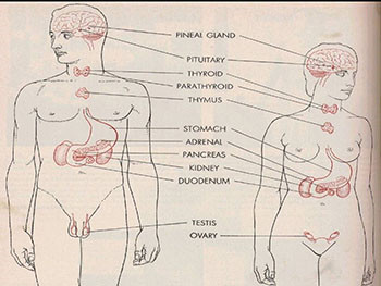 Endocrinology Gastrointestinal Disorders Renal-Urology Disorders Rhythm Review