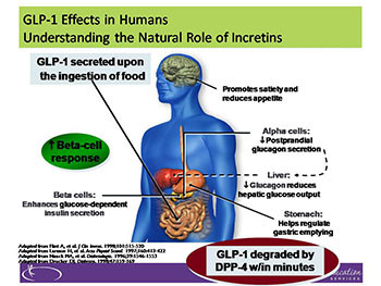 Diabetes Pathophysiology