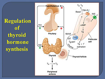 Thyroid And Anti-Thyroid Drugs