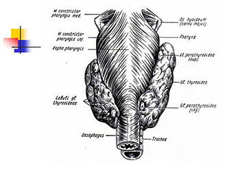 Thyroid Gland Diseases in Children