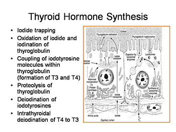 Thyroid Emergencies