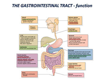 Disturbances of Gastrointestinal Tract-GIT