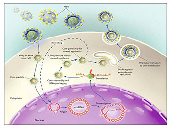 Hepatitis B