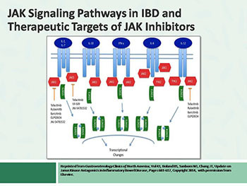 Jak-Stat Pathway In Inflammatory Bowel Disease