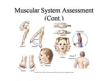 Assessment of the Musculoskeletal System