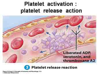 Hemostasis