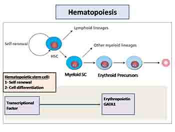 Anemia