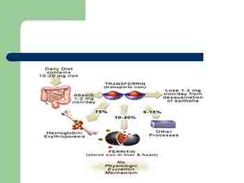 Haematopoietic Agents and Erythropoeitin