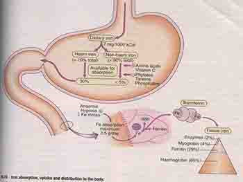 Anaemia in Pregnancy