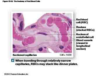 Blood Anatomy and Physiology