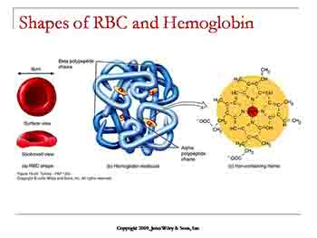 The Cardiovascular System-The Blood