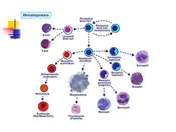 Pediatric oncology and hematology