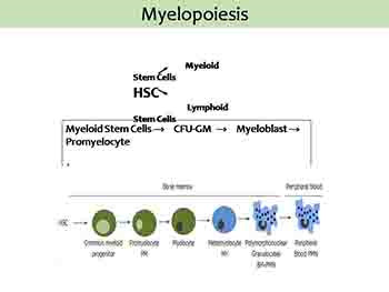 WBCs-Leukocytes