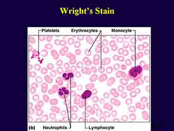 Circulatory System-Blood-Blood Vessels Heart and Lymph Vessels