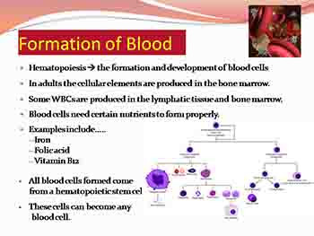 The Structure and Function of Blood