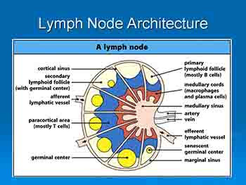 Introduction to Lymphoma