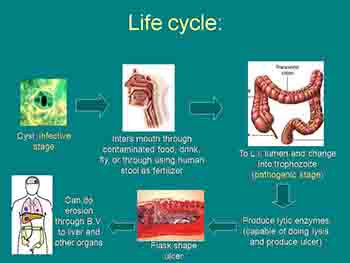 Introduction to Parasites