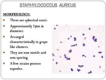 Staphylococcus