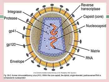 Antiviral Drugs