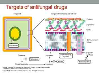 Antifungal drugs