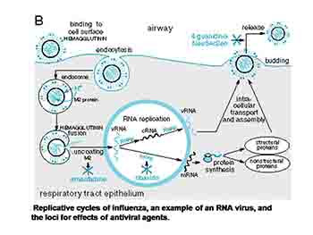 Antiviral Drugs