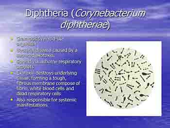 Routes of Bacterial Infection
