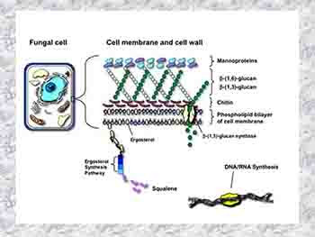 Medicinal Chemistry of Antifungal Agents