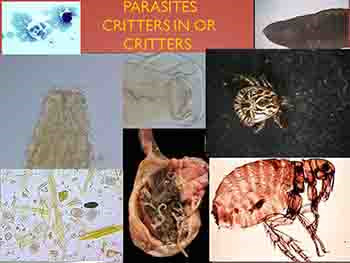 Parasites So What