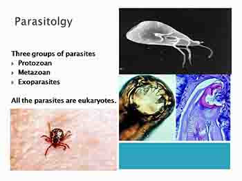 Parasitology and Protozoans