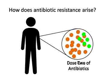 Microbial Connections-the rise of antibiotic resistance