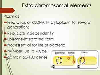 Bacterial Genetics