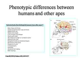 The Human Genome and Human Evolution