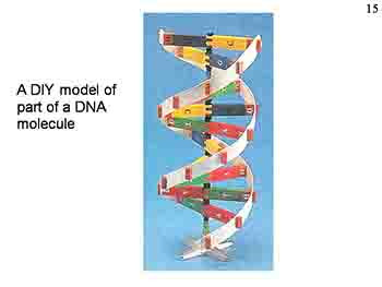 DNA