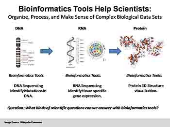 Using Bioinformatics-Genetic Research