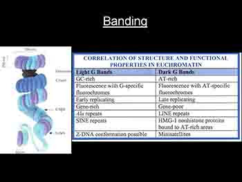 Basic Medical Genetics Concepts