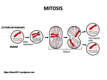 Genes Mutations and Diseases