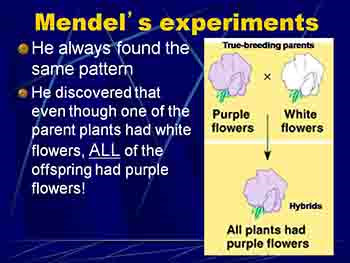 Introduction to Genetics