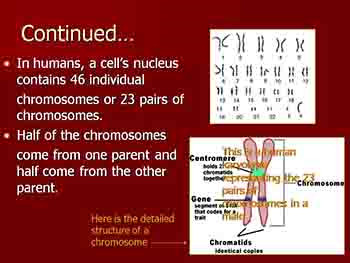 Genetics Using Punnett Squares