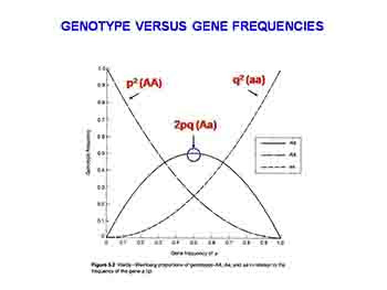 Population Genetics