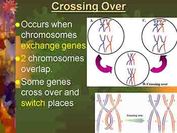 Mutations and Genetic Disorders