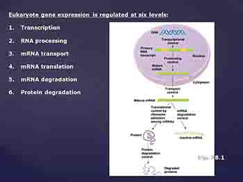 Regulation of Gene Expression