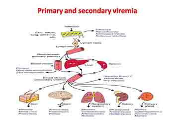 Mechanisms of Infection And Pathogenesis